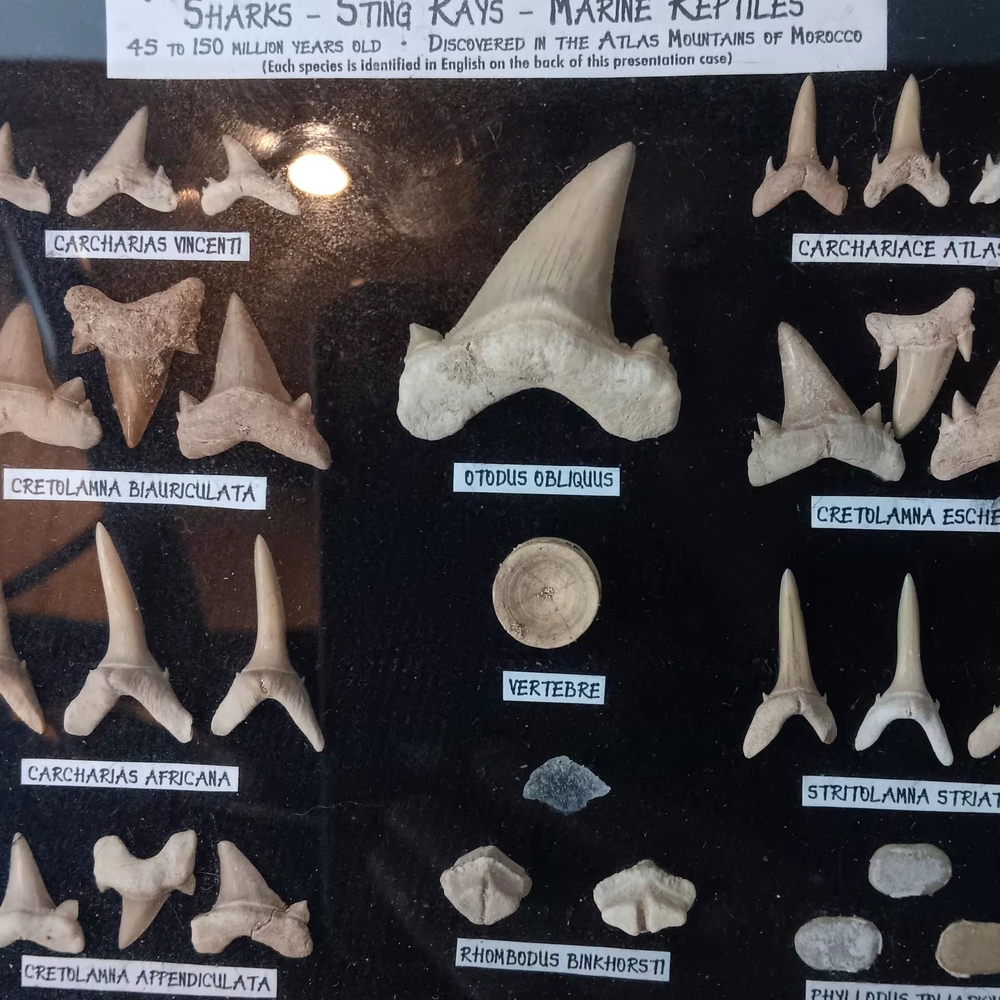 Genuine Fossil Collection Display - Picture 2 of 4
